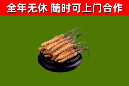 安居区烟酒回收冬虫夏草.jpg